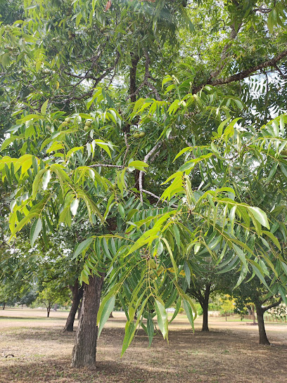 Davis Park