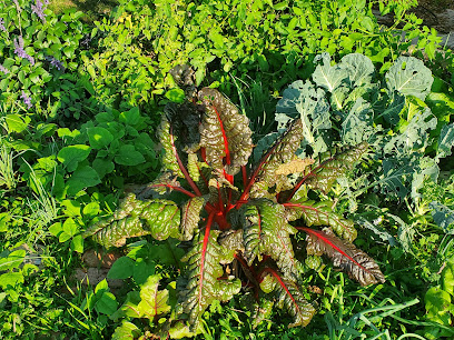 Beacon Hill Community Garden