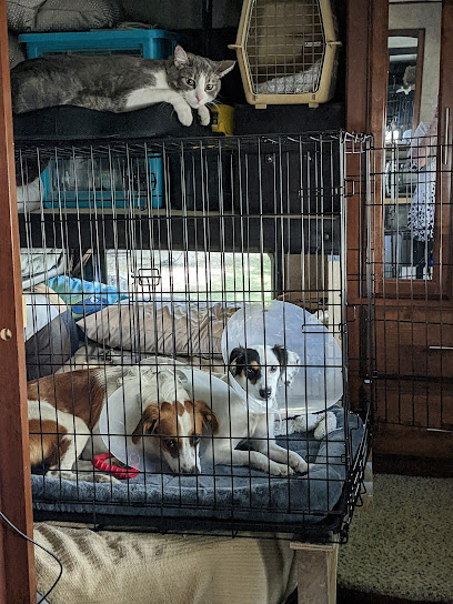 City Of San Antonio Animal Care Services